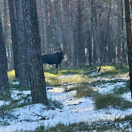 Lesniczowka * Rzadza