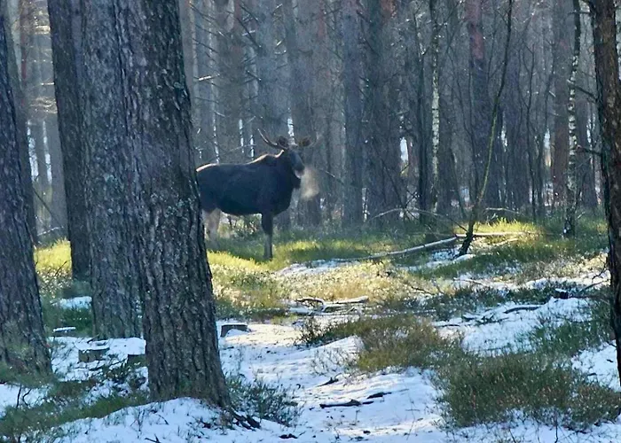 Lesniczowka * Rzadza